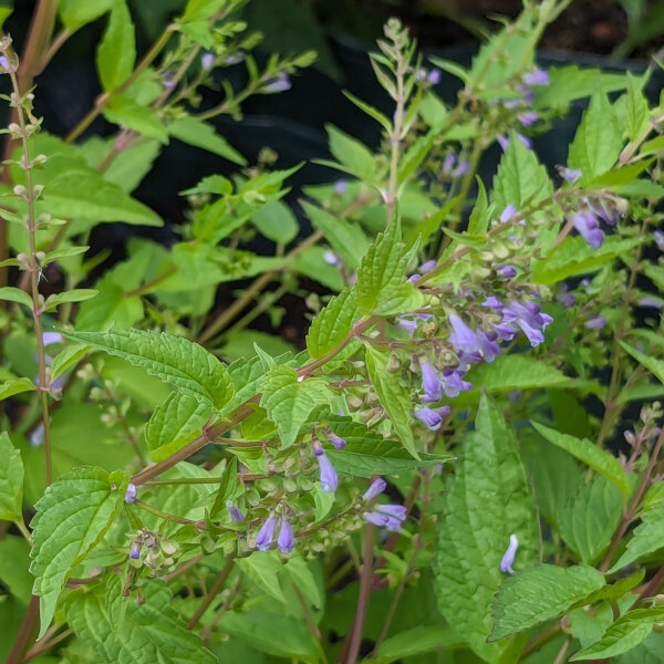 Amerikanisches Helmkraut (Scutellaria lateriflora) Samen