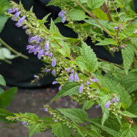 Amerikanisches Helmkraut (Scutellaria lateriflora) Samen