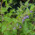 Helmkraut (Scutellaria lateriflora) Samen