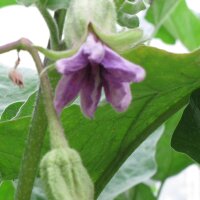 Auberginen Lange Violette (Solanum melongena) Samen