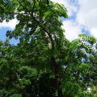 Speierling (Sorbus domestica) Samen