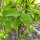 Pimpernuss (Staphylea pinnata) Samen