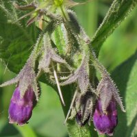 Beinwell (Symphytum officinale) Samen