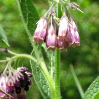 Beinwell (Symphytum officinale) Samen