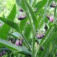 Beinwell (Symphytum officinale) Samen