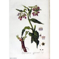 Beinwell (Symphytum officinale) Samen