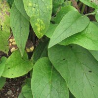 Echter Beinwell (Symphytum officinale) Samen