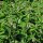 Echter Beinwell (Symphytum officinale) Samen