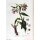 Echter Beinwell (Symphytum officinale) Samen