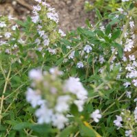 Orangenthymian (Thymus fragrantissimus) Samen