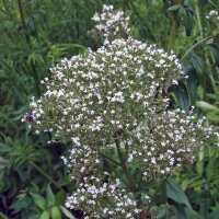 Echter Baldrian (Valeriana officinalis) Samen