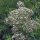 Baldrian (Valeriana officinalis) Samen