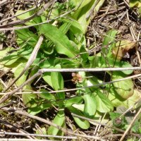 Feldsalat -Wildform- (Valerianella locusta) Samen