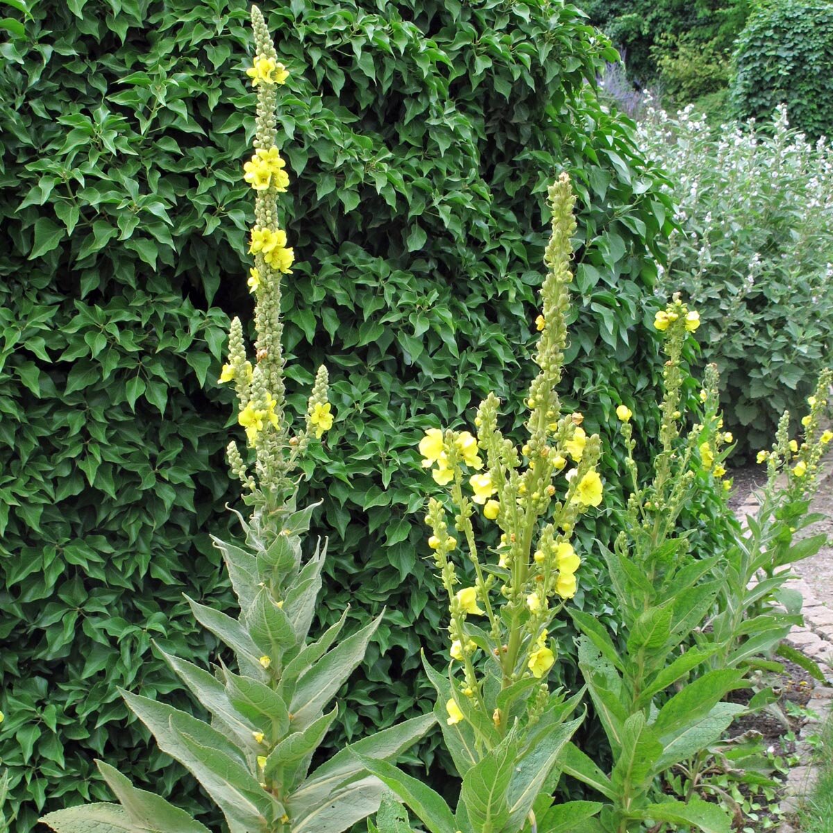 gro-bl-tige-k-nigskerze-verbascum-densiflorum-samen