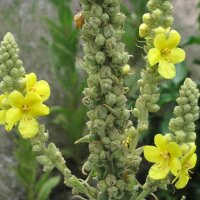 Großblütige Königskerze (Verbascum...