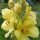 Großblütige Königskerze (Verbascum densiflorum) Samen