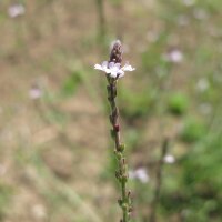 Eisenkraut (Verbena officinalis) Samen
