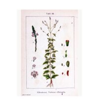 Eisenkraut (Verbena officinalis) Samen