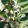 Pferdebohne / Ackerbohne (Vicia faba) Samen