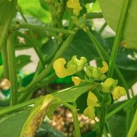 Adzukibohne (Vigna angularis) Samen