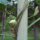 Schlangenbohne / Spargelbohne / Meterbohne (Vigna unguiculata subsp. sesquipedalis) Samen