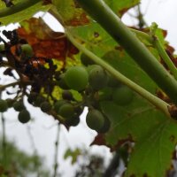 Wilde Weinrebe / Weintraube (Vitis vinifera ssp....