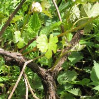Wilde Weinrebe / Weintraube (Vitis vinifera ssp. sylvestris) Samen