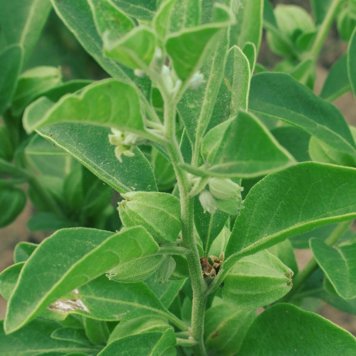 Ashwagandha (Withania somnifera)