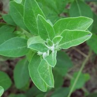 Ashwagandha (Withania somnifera) Samen