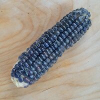 Schwarzer Mais Black Aztec (Zea mays) Samen