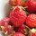 Erdbeere Rote Baron Solemacher (Fragaria vesca var. semperflorens) Samen