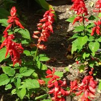 Feuersalbei (Salvia splendens) Samen