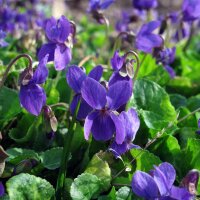 Duftveilchen (Viola odorata) Samen