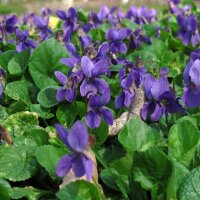 Duftveilchen (Viola odorata) Samen