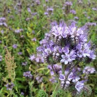 Bienenfreund / Rainfarn-Phazelie (Phacelia tanacetifolia)...