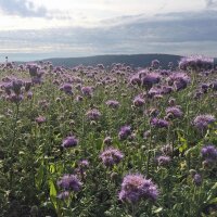 Bienenfreund / Rainfarn-Phazelie (Phacelia tanacetifolia)...