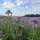 Bienenfreund / Rainfarn-Phazelie (Phacelia tanacetifolia) Bio Saatgut