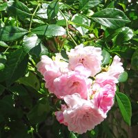 Garten-Rose Angel Wings (Rosa chinensis) Samen