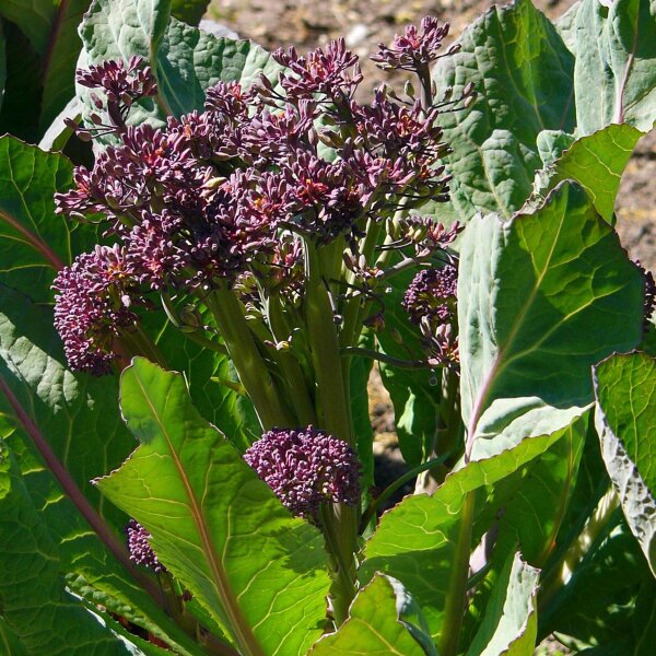 Knospenkohl Purple Sprouting (Brassica oleracea var. italica) Bio Saatgut