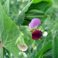 Winterzuckererbse Frieda Welten (Pisum sativum) Bio Saatgut