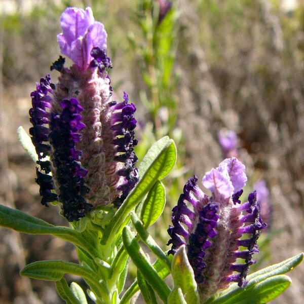 Schopflavendel (Lavandula stoechas) Samen