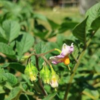 Alte Kartoffelsorten-Mix (Solanum tuberosum) Samen