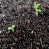 Alte Kartoffelsorten-Mix (Solanum tuberosum) Samen