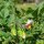 Alte Kartoffelsorten-Mix (Solanum tuberosum) Samen
