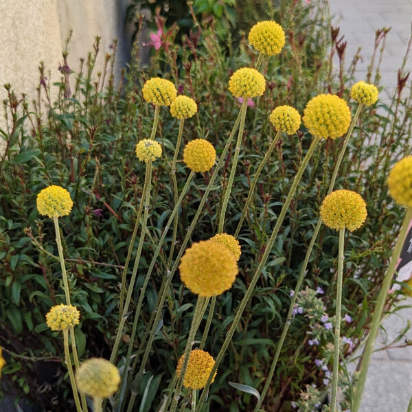 Trommelstöckchen (Craspedia globosa) Samen