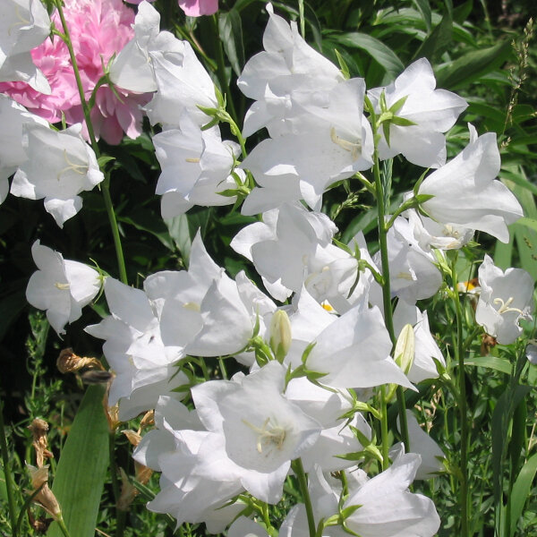 Pfirsichblättrige Glockenblume Alba (Campanula persicifolia)