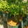 Chili Biquinho (Capsicum chinense) Samen