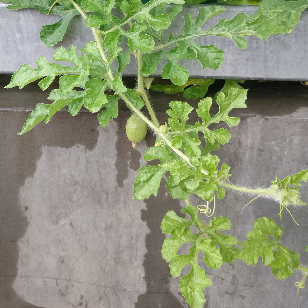 gelbe-wassermelone-golden-midget-citrullus-lanatus-samen