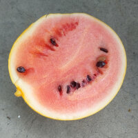 Gelbe Wassermelone Golden Midget (Citrullus lanatus) Samen