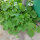 Honigmelone Minnesota Midget (Cucumis melo) Samen